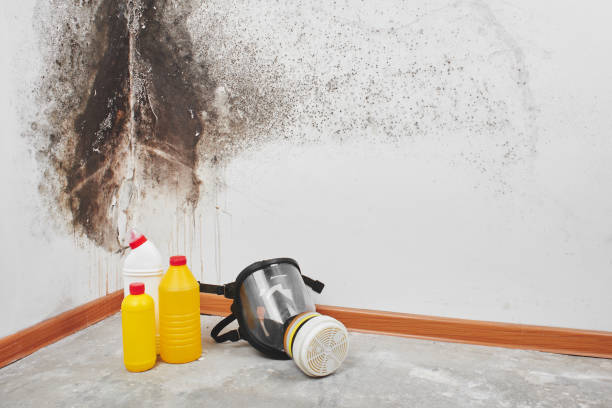 Best HVAC Mold Remediation in Shafer, MN