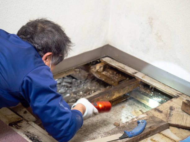 Best Attic Mold Remediation in Shafer, MN