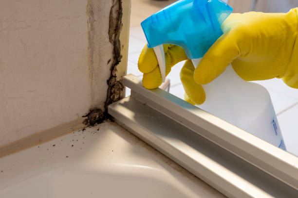 Best Mold Testing and Inspection Services in Shafer, MN