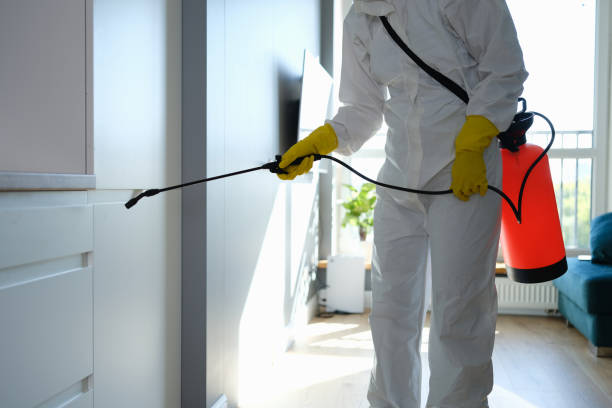 Best Basement Mold Remediation in Shafer, MN