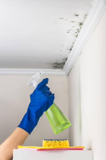Best Post-Flood Mold Remediation in Shafer, MN