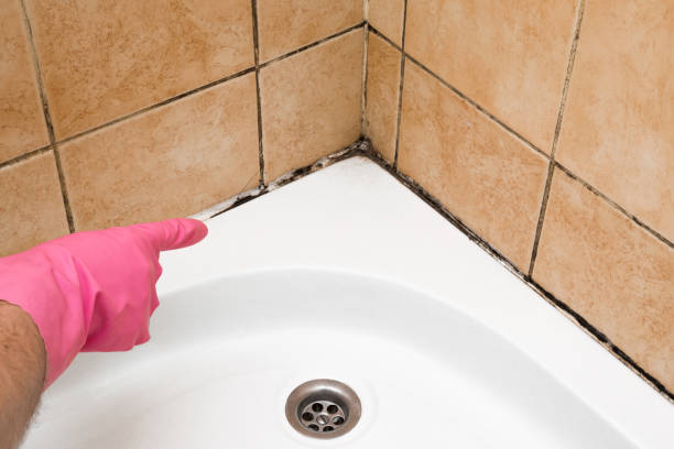 Best Health and Safety Mold Remediation in Shafer, MN