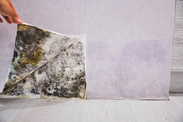 Best Commercial Mold Remediation in Shafer, MN